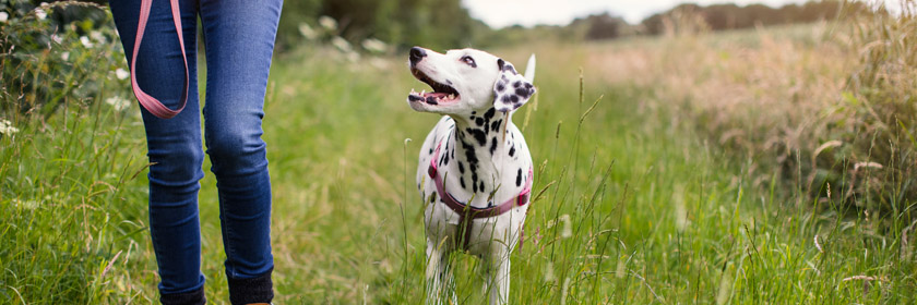Photograph of a dog out walking in a field