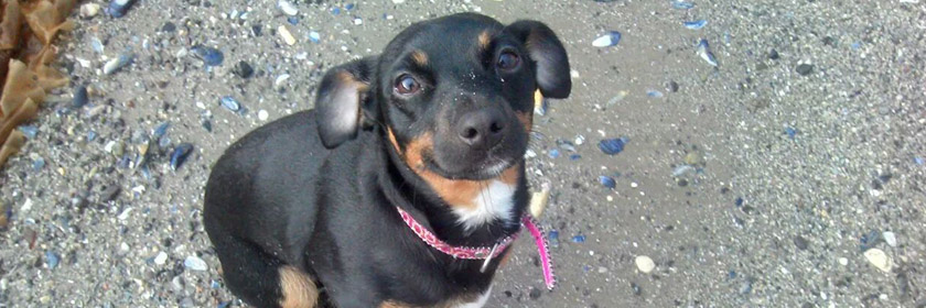 Photograph of a dog on a beach