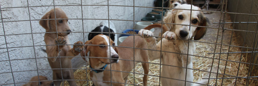 Photograph of dogs at an animal shelter
