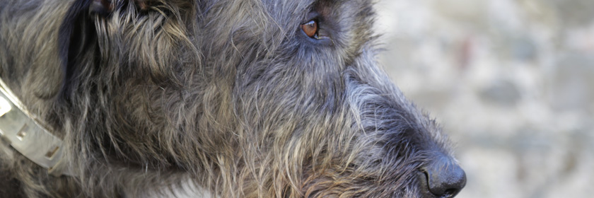 Photograph of an Irish Wolfhound