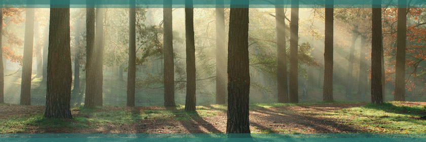 Image of a Forest from the Forest Schools banner image