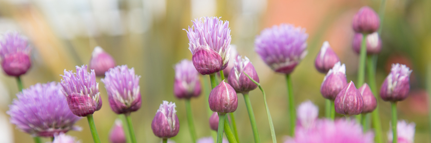 Photograph of some lavender flowers