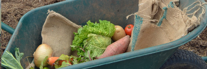 Photograph of some vegetables in a wheelbarrow