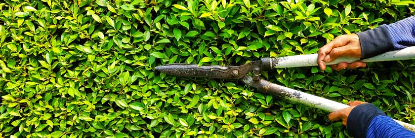 someone cutting a hedge with a pair of garden shears.