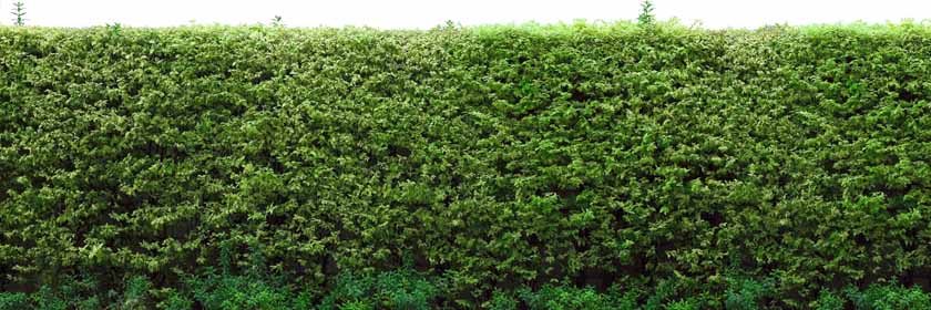 a green hedge that would be found bordering a garden