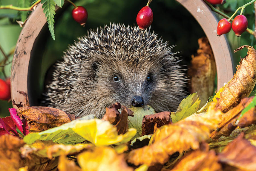 Hedgehogs and Hedgerows image