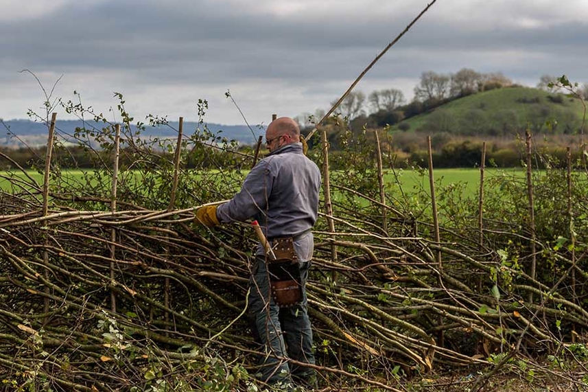 Hedgelaying image