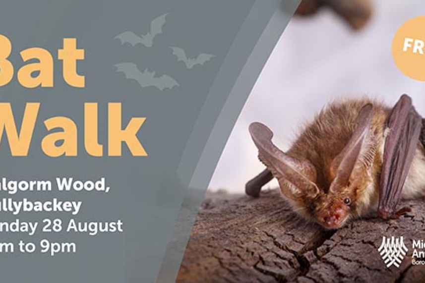 Bat Walk - Galgorm Wood image
