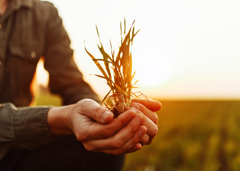 Agri Food stock image