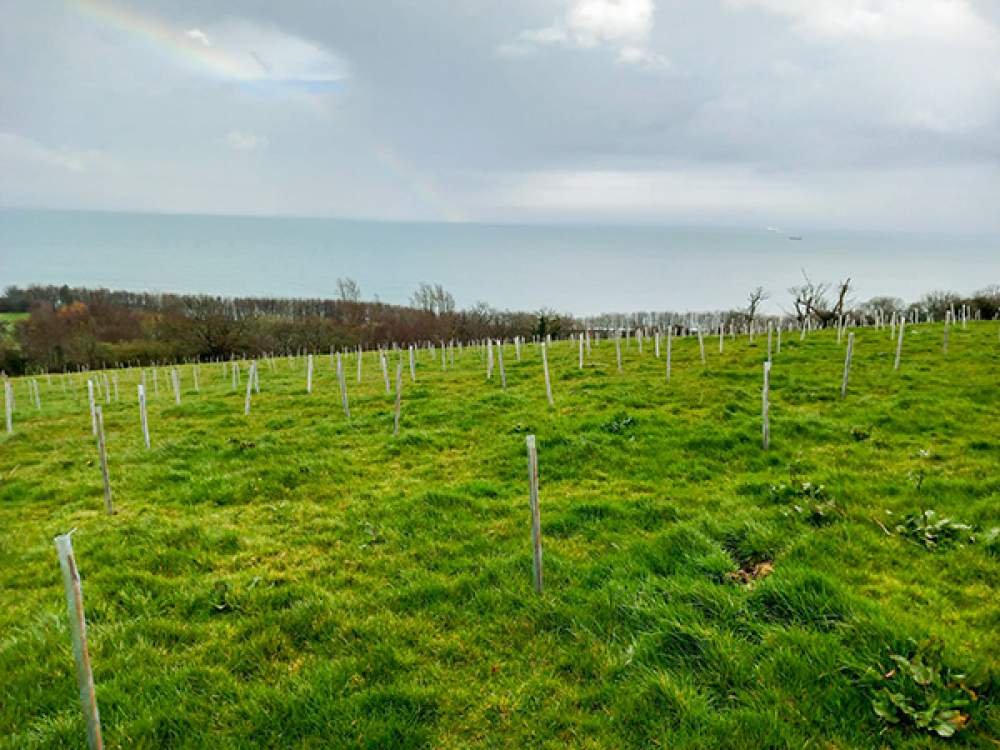 Carbon Code Woodland at Carnfunnock Country Park in Larne