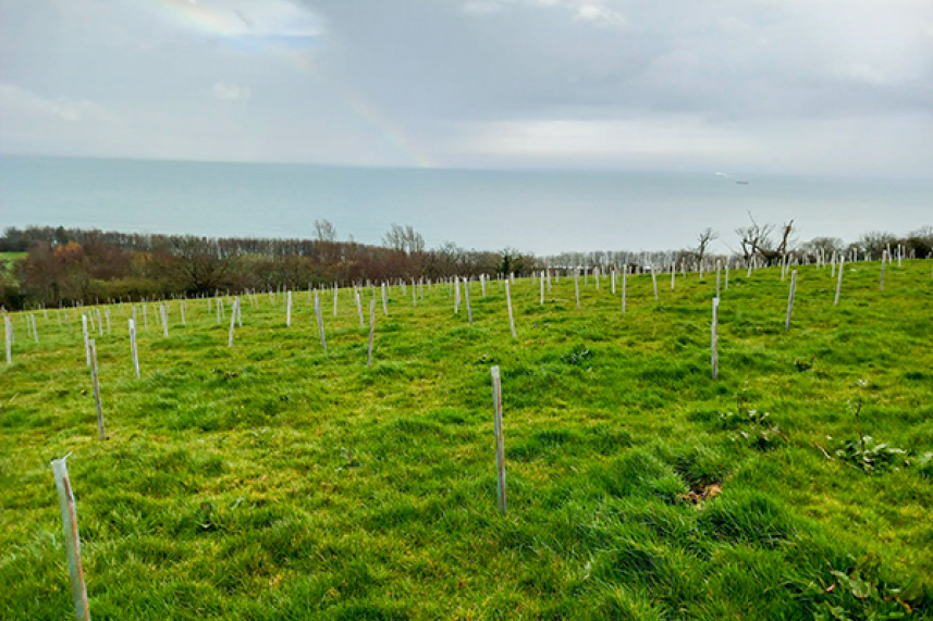 Carbon Woodland Creation in Mid and East Antrim Borough image