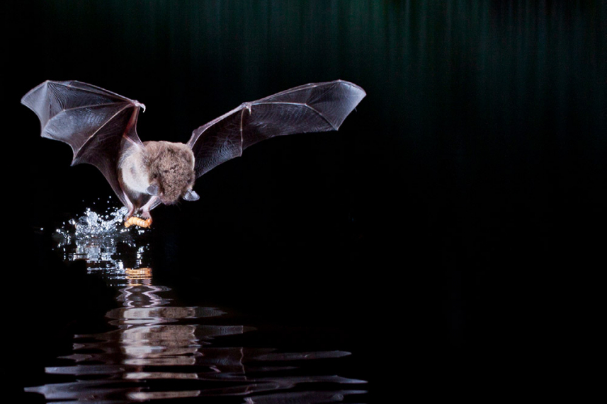 Bat Walk image