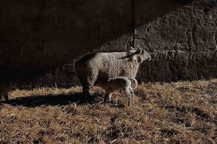 ‘Gather’ by Hayley Gault image