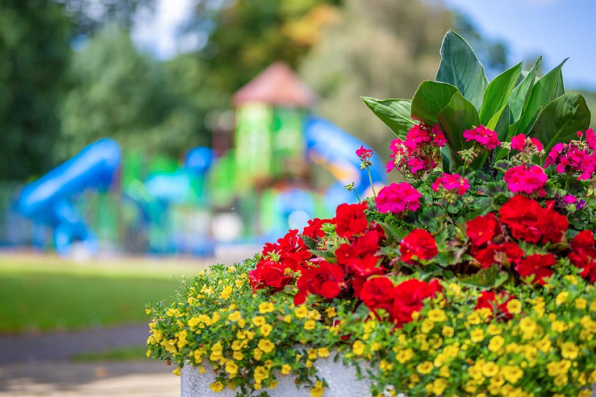 Mid and East Antrim In Bloom 2026 Community Competitions now open image