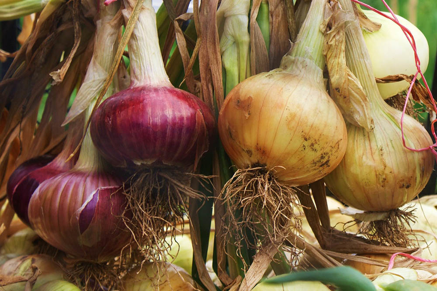 An allotment could be the perfect solution for those plotting a Christmas gift with a difference image