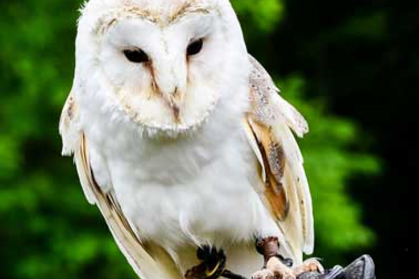 Birds of Prey - Family event image