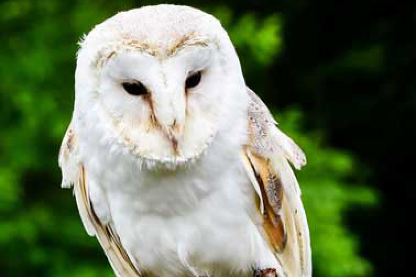 Birds of Prey - Family event image