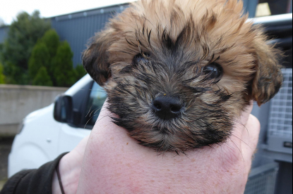 Council urge the public to PAWS for thought after seizing a number of pups at Port of Larne image