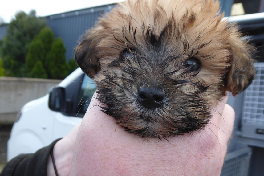 Council urge the public to PAWS for thought after seizing a number of pups at Port of Larne image