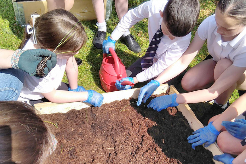 Schools embrace growing their own food image