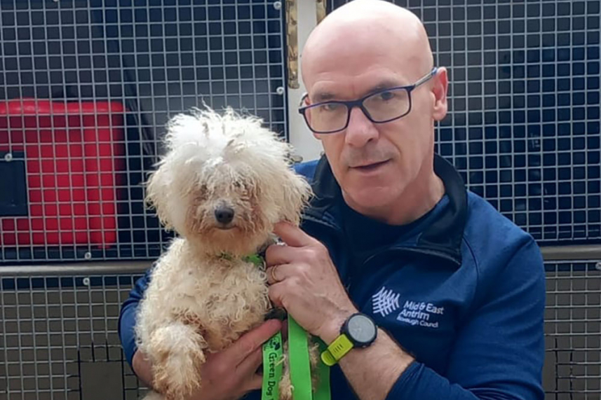 Stray pooch found in Ballymena was stolen in Scotland last year image