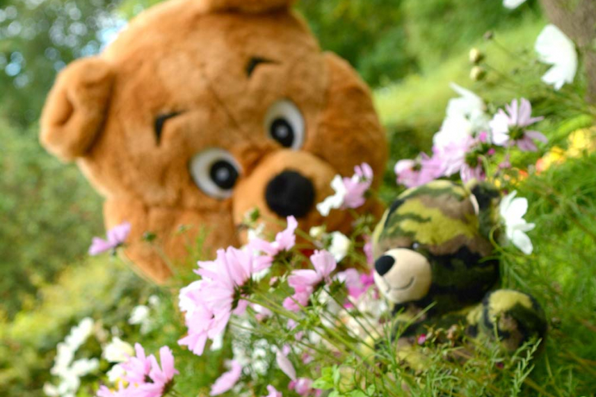Teddy Bears Picnic image