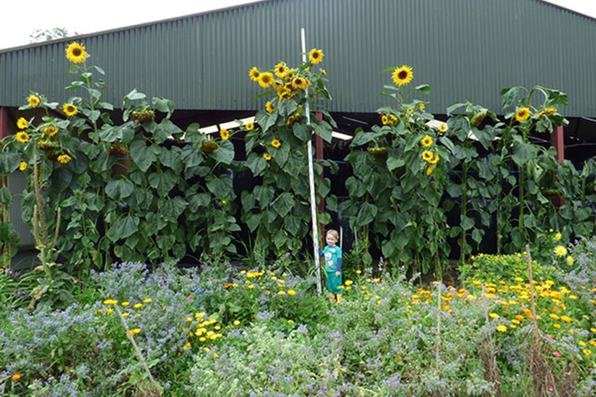 Borough’s tallest sunflower announced image
