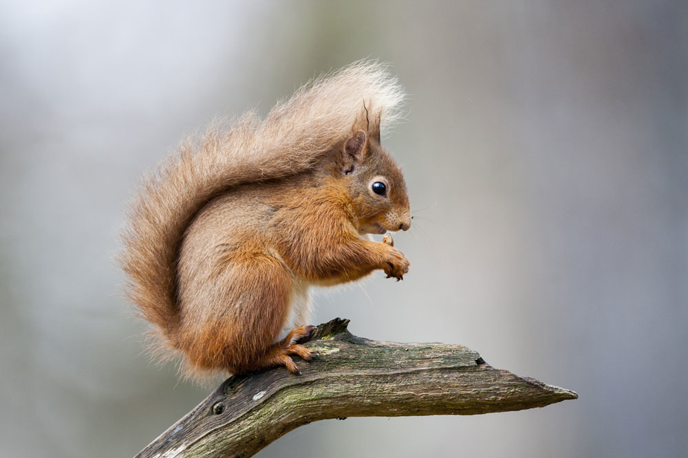Red Squirrel